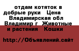 отдам котяток в добрые руки › Цена ­ 5 - Владимирская обл., Владимир г. Животные и растения » Кошки   